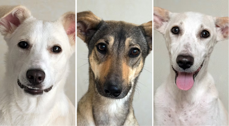 Meet the K9 Friends dogs looking for homes in Dubai