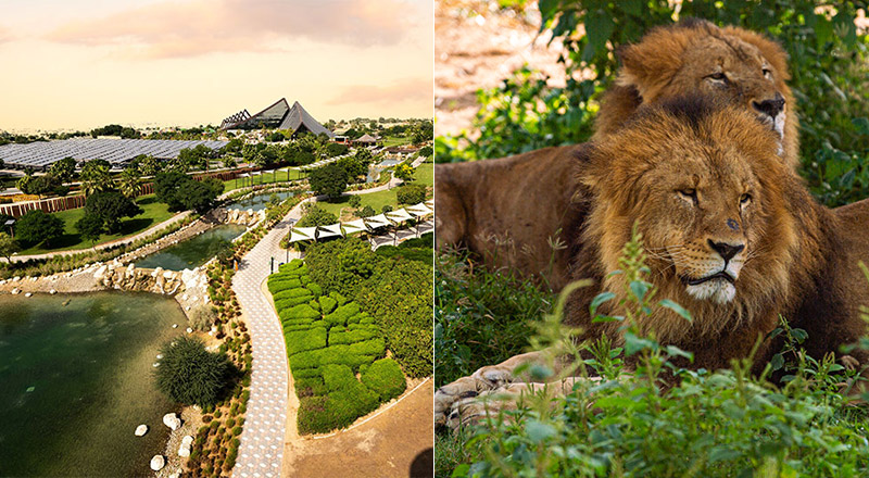Dubai Safari Park announces Season 8 opening date