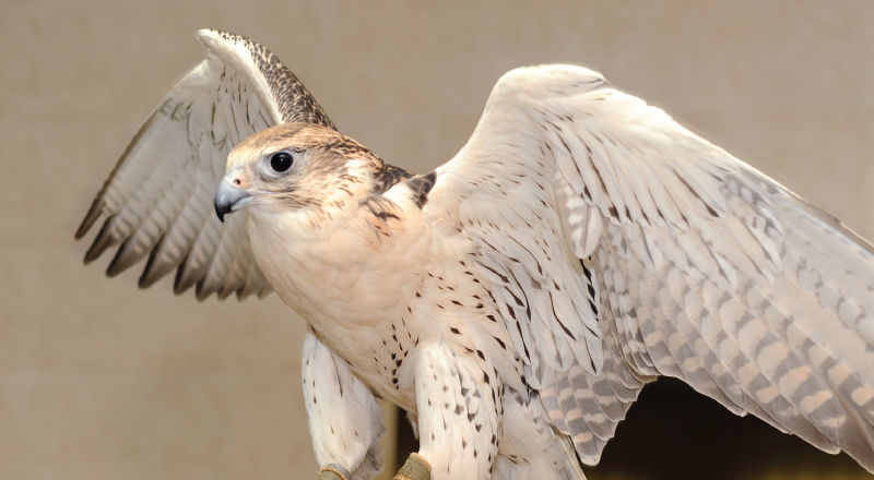 Inside Abu Dhabi Falcon Hospital: Meet the desert wings of the UAE