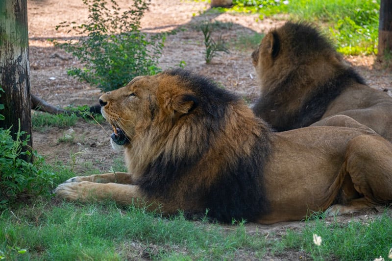 Dubai Safari Park reopens on October 12 with a Little Explorers’ Base Camp