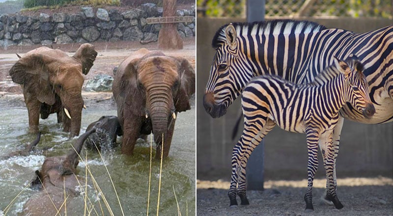 Sharjah Safari is reopening today with new animal encounters and tours