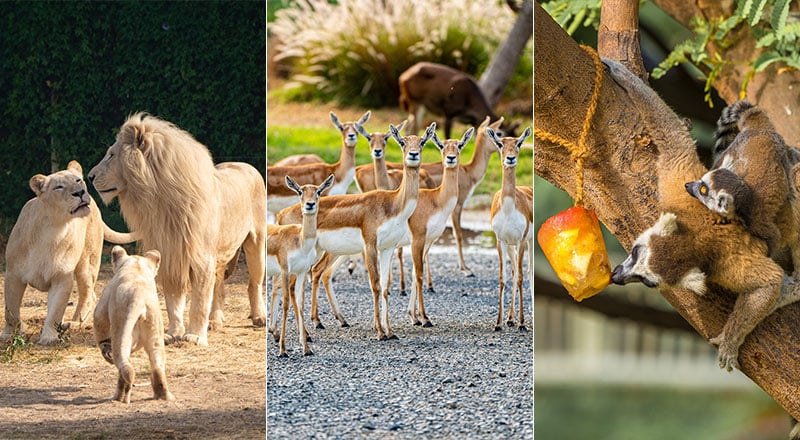 Dubai Safari Park’s Wildest Season is here with 3,000+ animals to discover